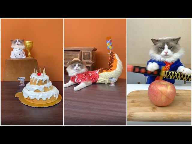 Cats make food 2022 "That Little Puff" Tiktok Compilation New #33