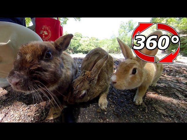 VR 360° | The rabbits appear one after another! They take turns feeding.
