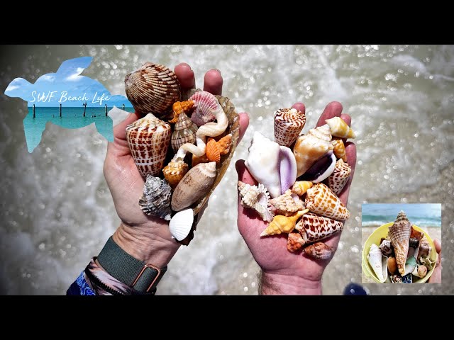 Shelling Keewaydin Island with SWF Beach Life - Youtuber Collab!
