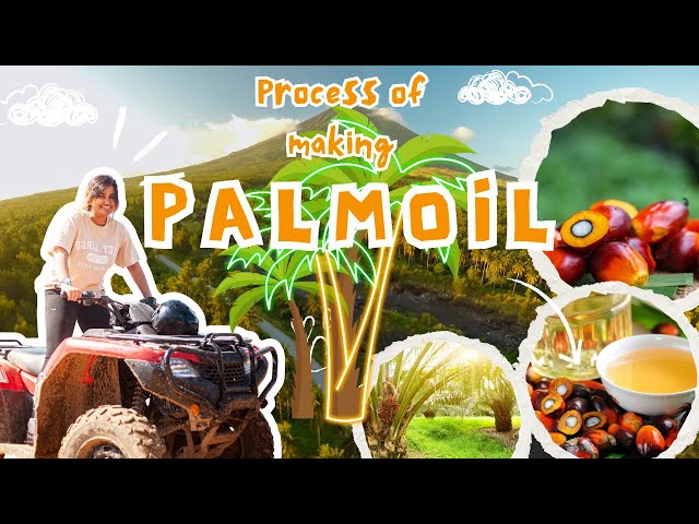 Harvest to Home: Tracing the Process of Making Palm Oil
