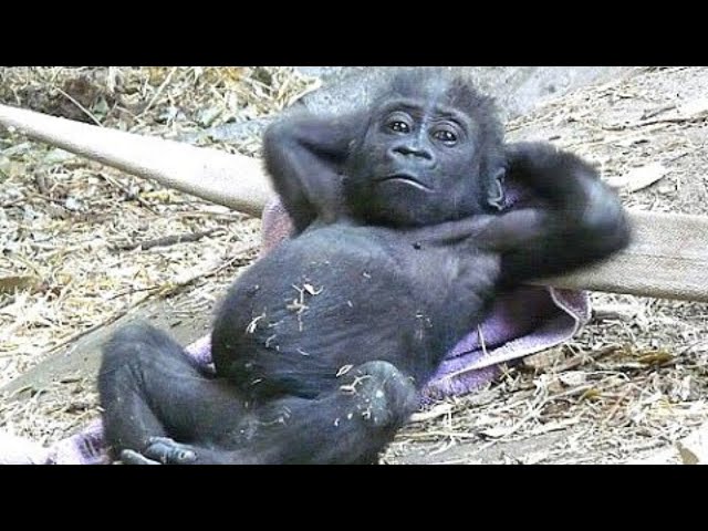 Funny Monkey Videos | A Funny Monkeys Compilation