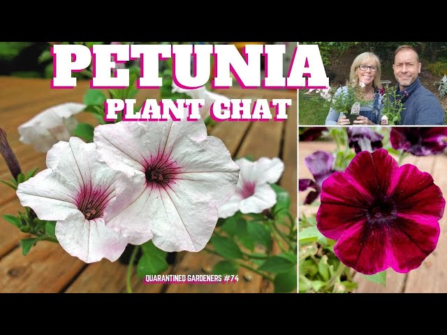 🌺 Petunia Plant Chat - QG Day 74 🌺