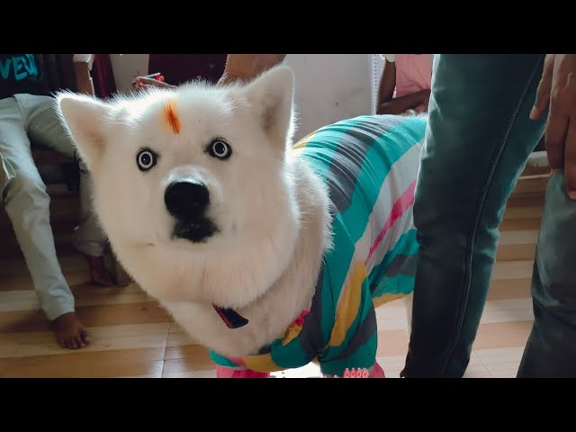 Baby dolam Sony di | #labrador #dog #puppy #tranding #dance #viral #vlog #parrot #pitbull #bts