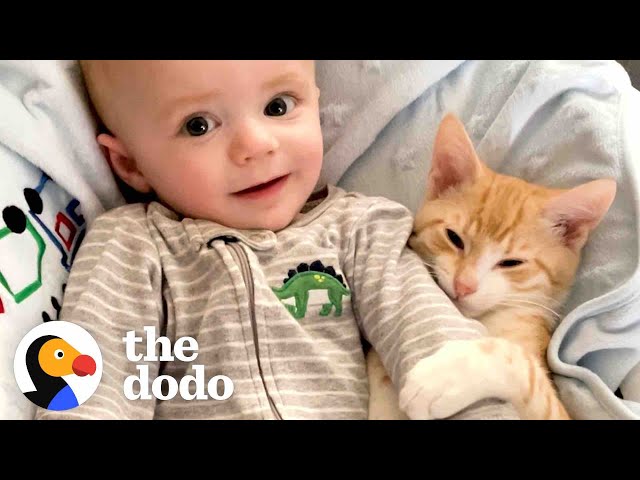 Cat Obsessed With Baby Brother Thinks He’s Also A Baby | The Dodo Cat Crazy