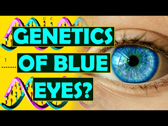 What is the Genetics of Blue Eyes?