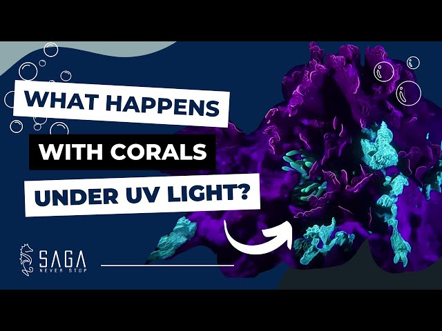 Ultraviolet Light UV NIGHT DIVE // CORALS with crazy colors