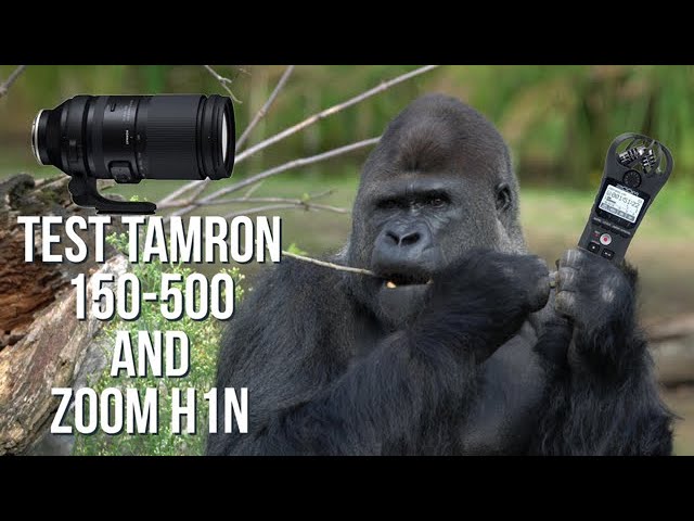 Test Tamron 150-500mm F/5-6.7 Di III VC VXD -A057 lens and Zoom H1N Audio recorder
