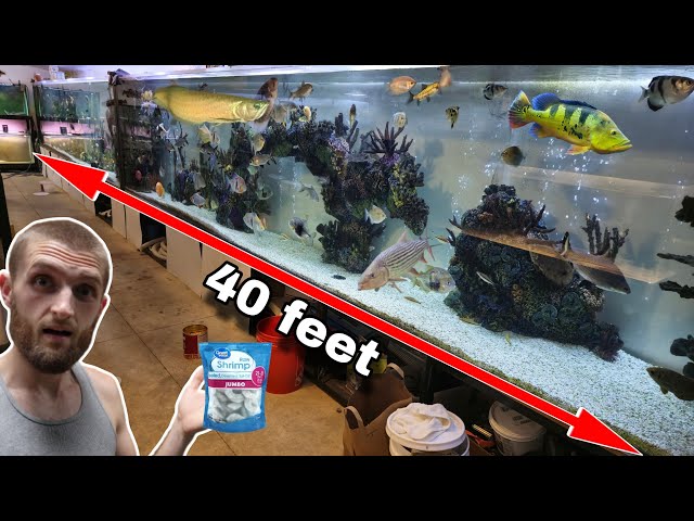 Feeding my 40 Foot Wall of Aquariums