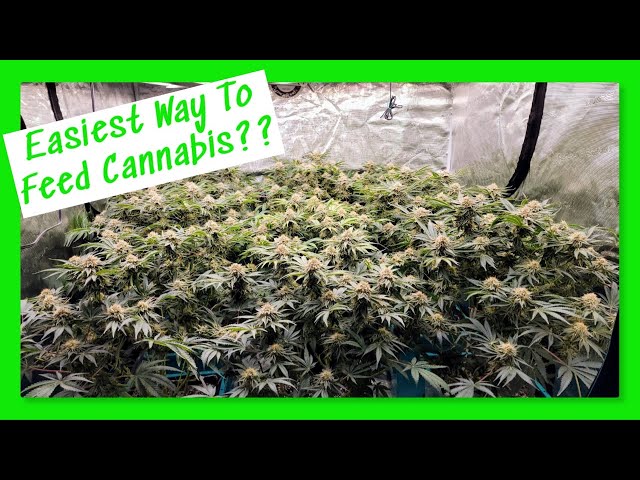 Hydroponic Reservoirs: The EASIEST Way to Feed your Cannabis?! #MarsHydro