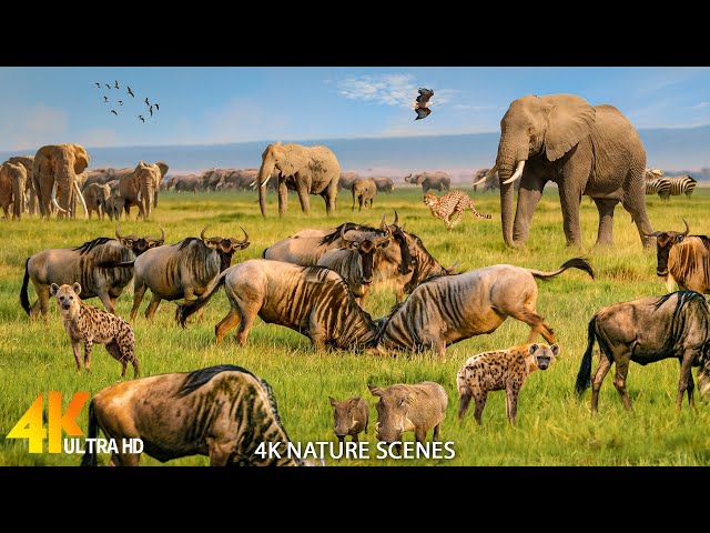 "Explore the wild beauty of Mwagne National Park: Wild Paradise" 4K Relaxing film and music