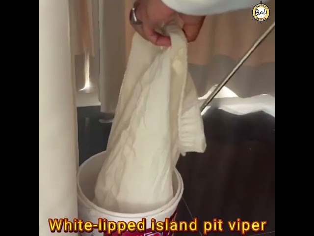 White-lipped island pit viper - Trimeresurus insularis - Ular viper timur - Rescued by Arius