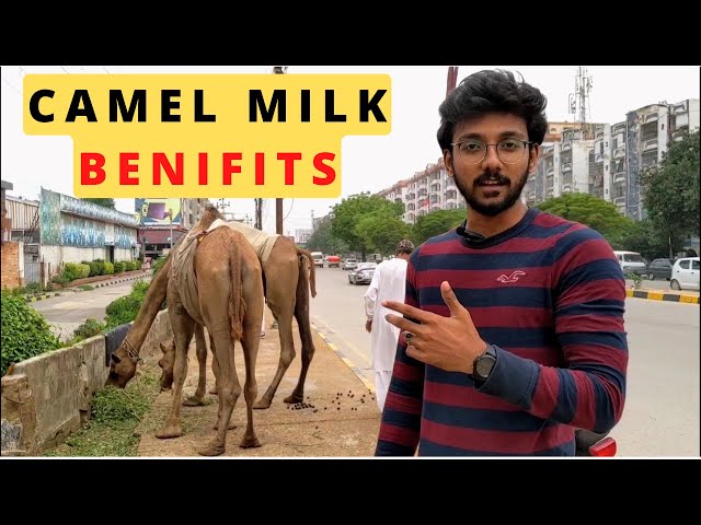 Camel Milk Benefits | Oontni Ke Doodh Ke Fayde