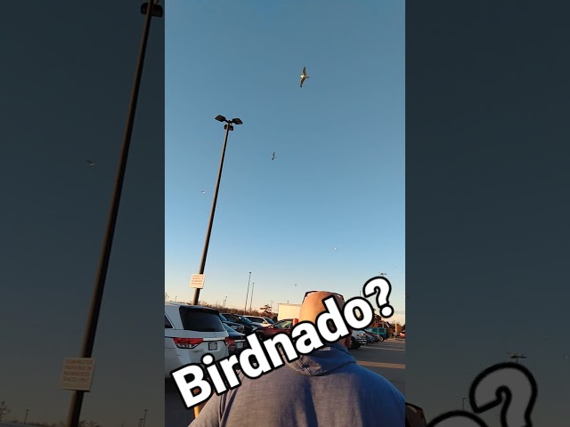 Bird Tornado Spotted 😆