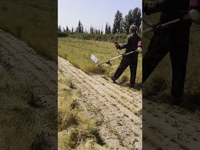 Cumin seed harvesting process- Good tools and machinery can increase work efficiency