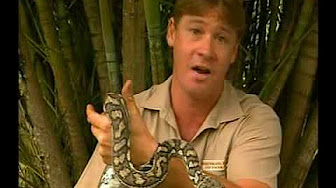 Steve Irwin's Wildest Animal Encounters