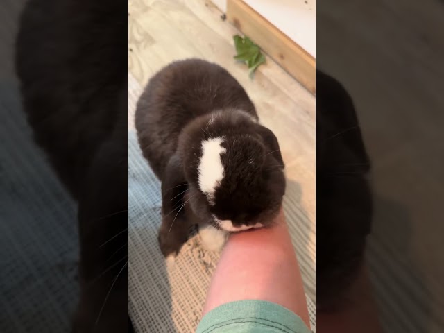 Sometimes it just takes a little time #bunny #shorts #rabbit #short #shortvideo #shortsvideo