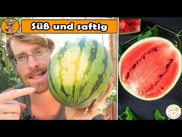 Nie wieder unreife Melonen | perfekte Melonen finden/ernten