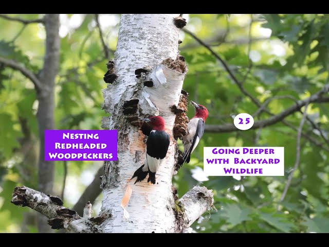 Endangered Redheaded woodpecker with Jason George - Episode 25