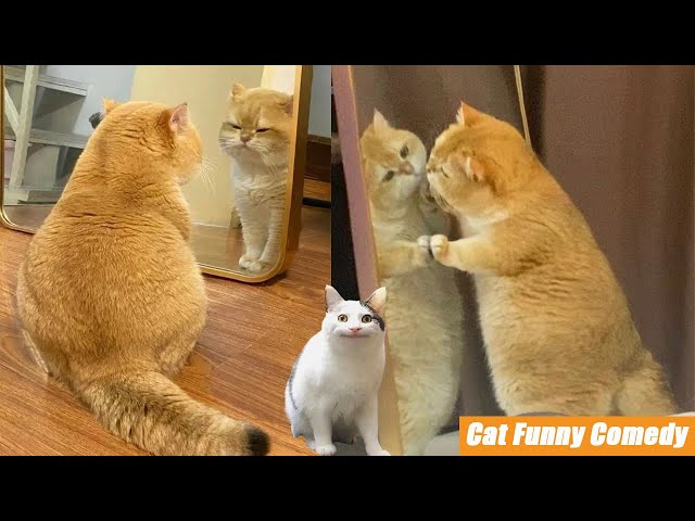 Hilarious Cat Antics That Will Make You LOL! 😹😍 Daily FUNNY memes Part 30