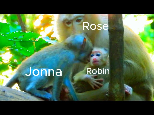Jonna asking Rose for kissing Robin and runs to comfort baby Robin as he cries, upset that not like.
