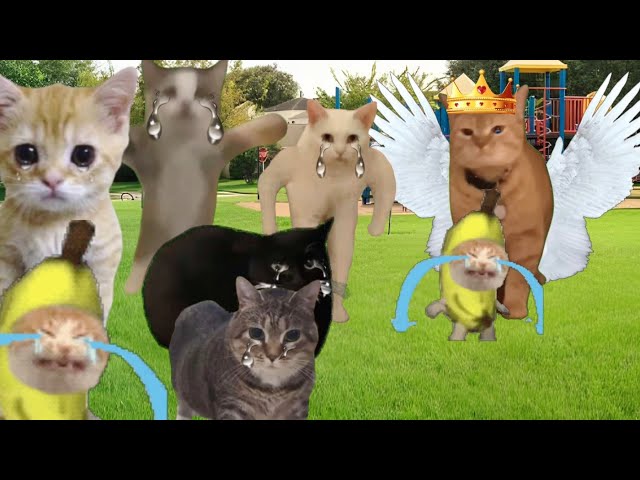 Baby Banana Cat Compilation 😺❤️ 2 Minutes #52