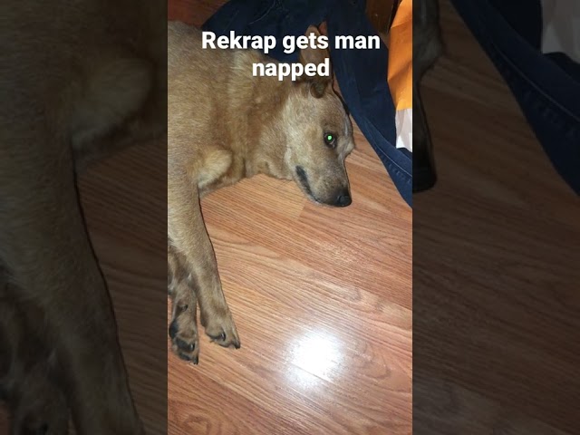 Rekrap gets man napped