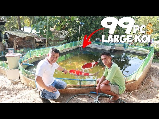 LARGE OUTDOOR POND full of GIANT KOI FISH