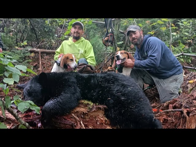 Hound Hunting for Bear in Northern Maine
