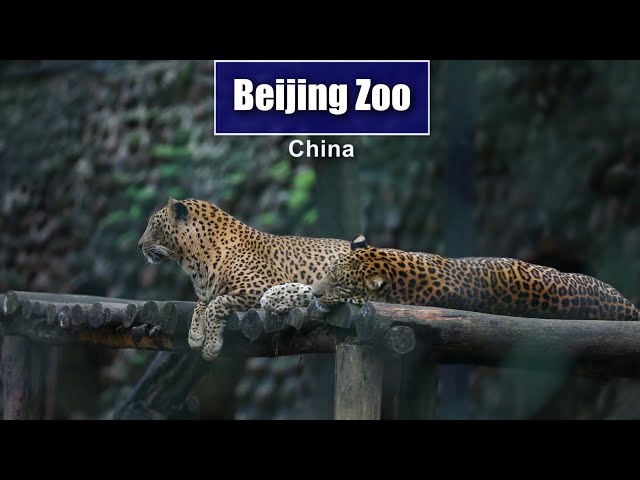 باغ وحش | بهترین باغ وحش دنیا | باغ وحش پکن | باغ وحش ایران | مستند حیوانات