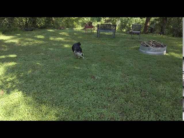 FPV — Your dog is trying to herd you