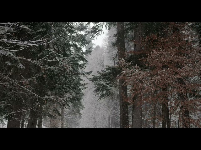 Relaxing Winter Ambience In The Forest - Nature Sounds -  Silent Snowing in The Woods - Birds Sing