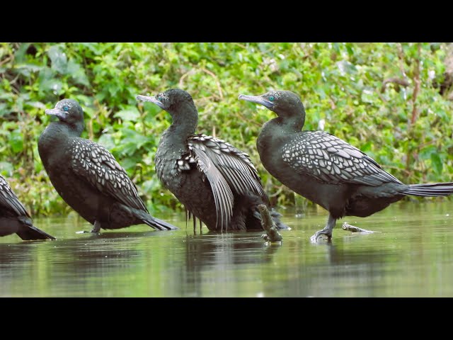 Cormorant Fishing: Spectacular Exhibition, Dance of Survival and Skill