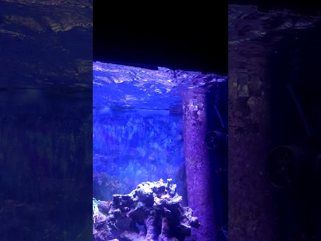 Surface agitation in reef tank