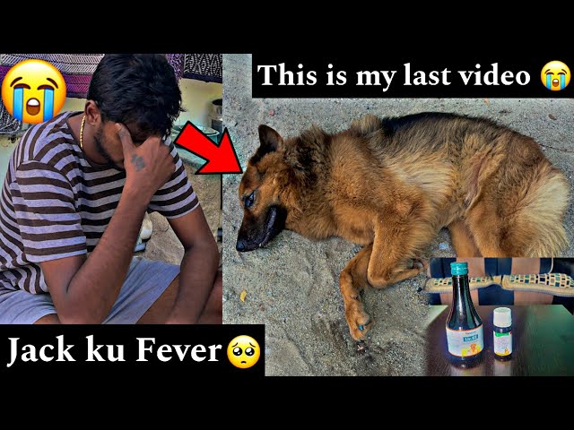 😭 This is my last video  |Jack ku Fever 😫 | #trending #viral #doglover #dog #entertainment #love