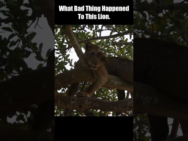 What Bad Thing Happened To This Lion?? #short #Animal Secrets #animals