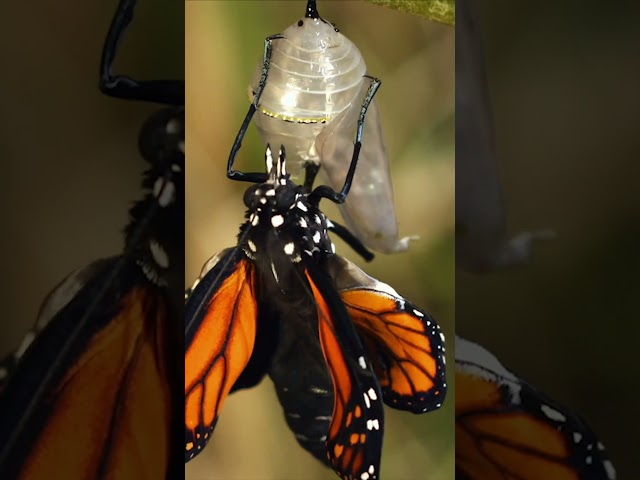 From egg to caterpillar to butterfly! #NatGeoKids #AmazingAnimals