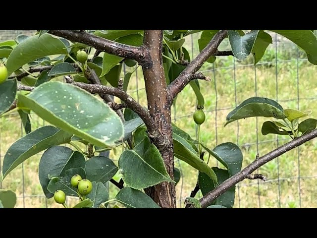 072 How are my fruit trees doing? & Help 6/14/2024