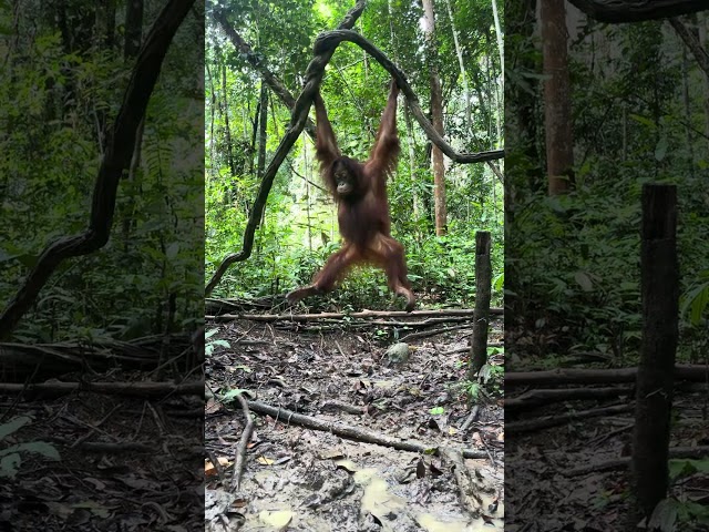 Popi the orangutan playing in the mud at Jungle School