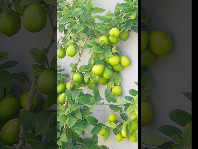 How to grow Lemon tree from cutting at home | Propagate lemon plant #shorts #lemon #Garden_Grafting
