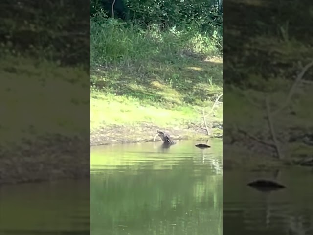 WATCH! Alligator Eating a Snake! | Gator Catches a Copperhead 😮