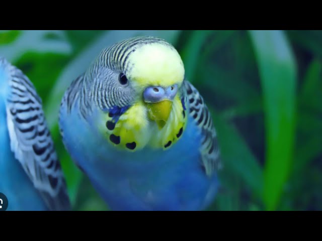 Happy, Active, Playful Budgie Sounds, Help your bird singing louds