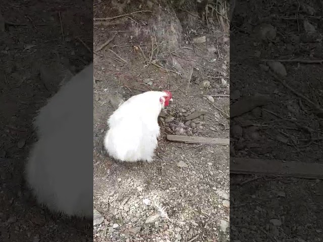 This chicken doesn't look like other chickens, she is unique. 😯🐔👍🐓 #summer #chicken #shorts #unique