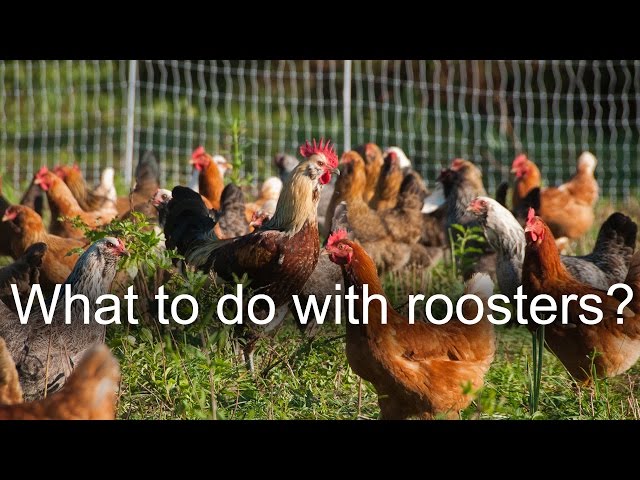 What to do with old chickens and roosters?