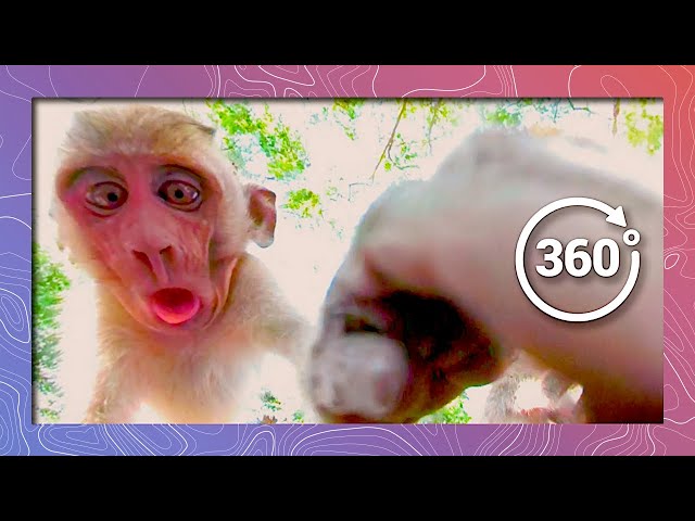 Long-tailed Macaques (Monkeys) | Wildlife in 360 VR