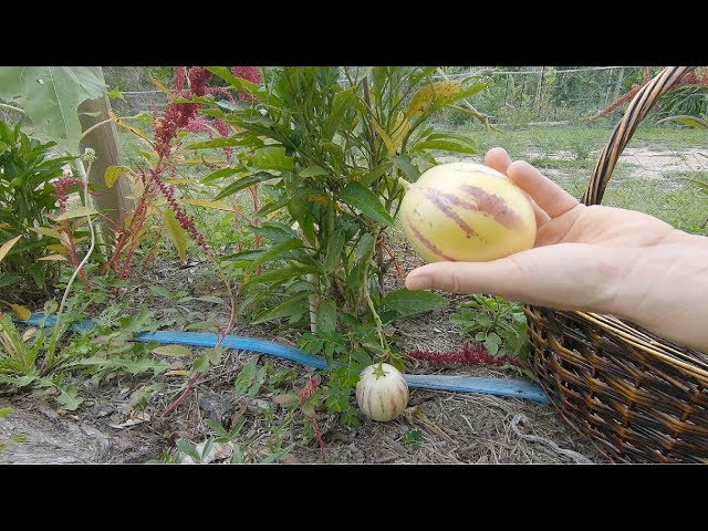Subtropical Fruit Pepino How It Grows And Taste Permaculture Haven