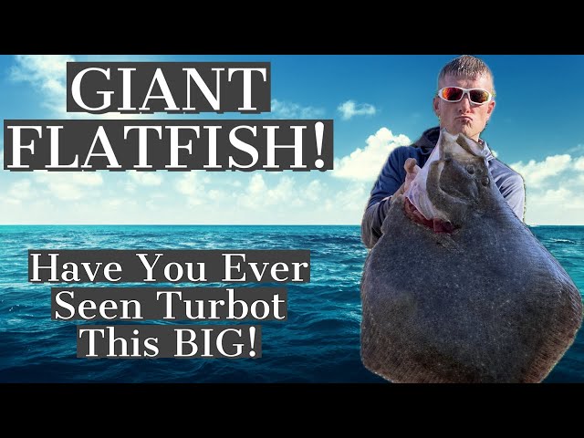 The BIGGEST Turbot I Have Ever Caught! -  Sea Fishing UK
