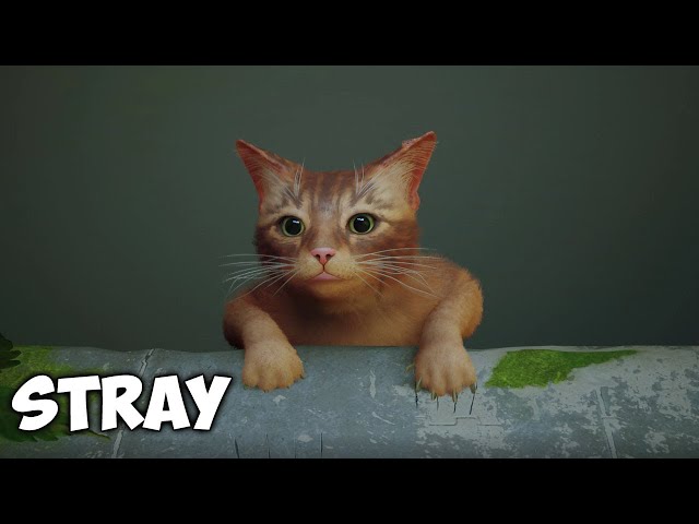STRAY - Cat falls down from the Outside world