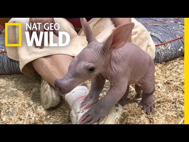 Ugly Cute' Baby Aardvark Takes its First Steps | Nat Geo Wild