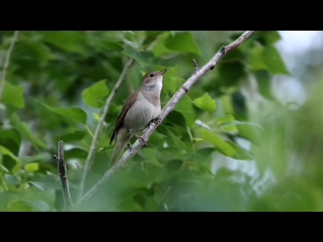 Bülbül » Common Nightingale » Luscinia megarhynchos