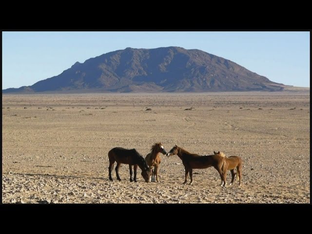 Wüstenpferde Namibia
